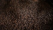 Toased coffee beans at Café Matilde