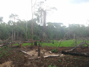 The destruction of Bugoma forest.
