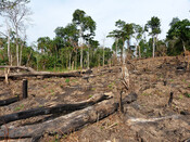 The destruction of Bugoma forest. 